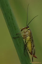 DSC_2451 Macro uit de kasteeltuin Arcen