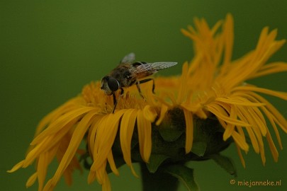 DSC_2512 Macro uit de kasteeltuin Arcen