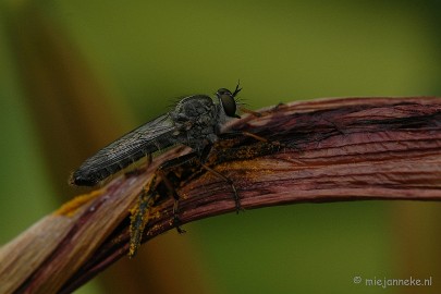 DSC_2566 Macro uit de kasteeltuin Arcen