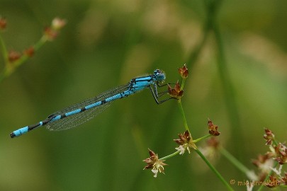 DSC_2603 Macro uit de kasteeltuin Arcen