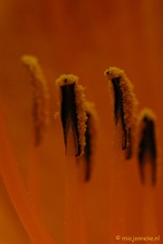 DSC_2633 Macro uit de kasteeltuin Arcen