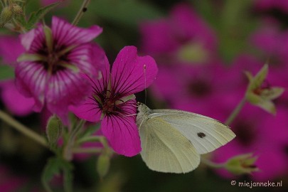 DSC_2645 Macro uit de kasteeltuin Arcen