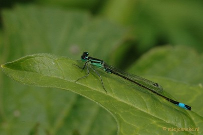 DSC_2699 Macro uit de kasteeltuin Arcen