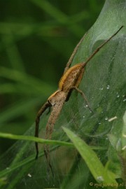 DSC_2713 Macro uit de kasteeltuin Arcen
