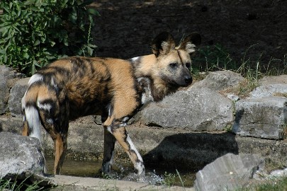 DSC_0930 Beekse Bergen