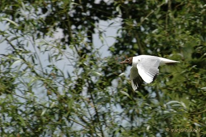 DSC_1324 Beekse Bergen