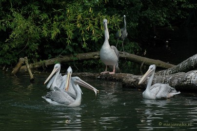 DSC_1679 Beekse Bergen