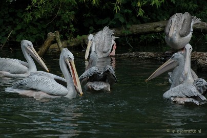 DSC_1698 Beekse Bergen