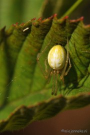 DSC_6916 Kogelspin