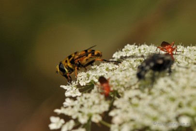 DSC_7258 Zweefvlieg
