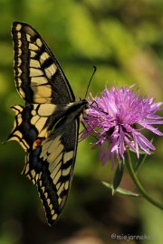 DSC_7319 Koninginnepage