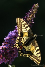 DSC_7555 Koninginnepage