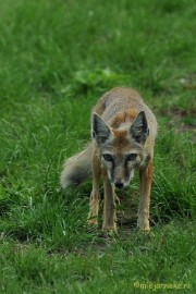 DSC_8043 Dierenrijk