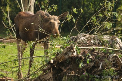 DSC_8162 Dierenrijk