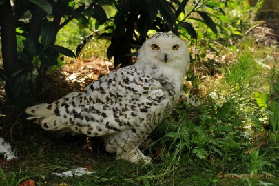 DSC_8235 Dierenrijk