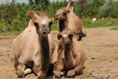 DSC_8669 Dierenrijk