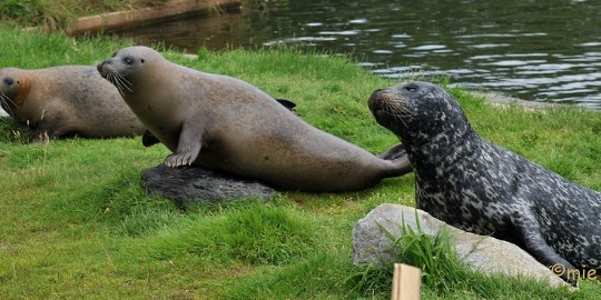 DSC_8891 Dierenrijk
