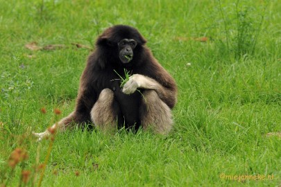 DSC_9101 Dierenrijk