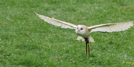 DSC_5300 Falcon Crest Eindhoven