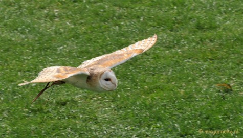 DSC_5303 Falcon Crest Eindhoven