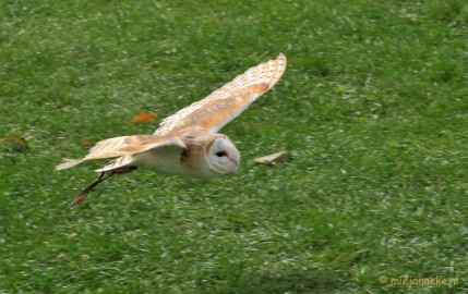 DSC_5304 Falcon Crest Eindhoven