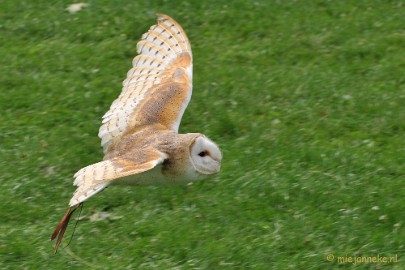 DSC_5306 Falcon Crest Eindhoven