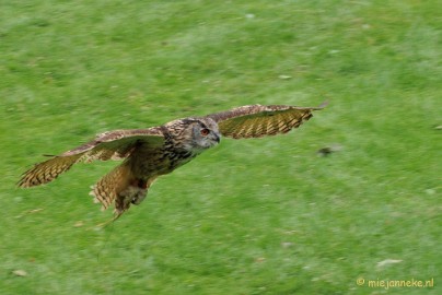 DSC_5369 Falcon Crest Eindhoven