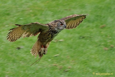 DSC_5370 Falcon Crest Eindhoven