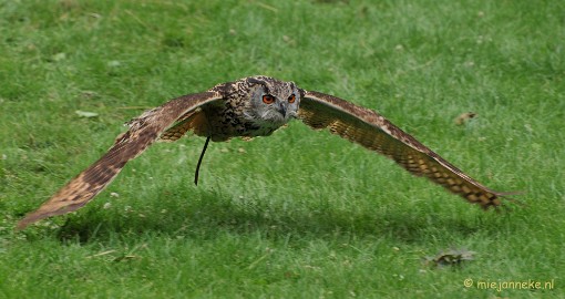 DSC_5381 Falcon Crest Eindhoven