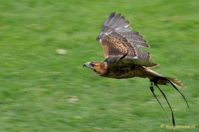DSC_5472 Falcon Crest Eindhoven