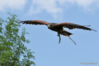 DSC_5511 Falcon Crest Eindhoven