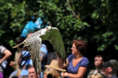 DSC_5528 Falcon Crest Eindhoven