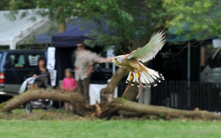 DSC_5644 Falcon Crest Eindhoven