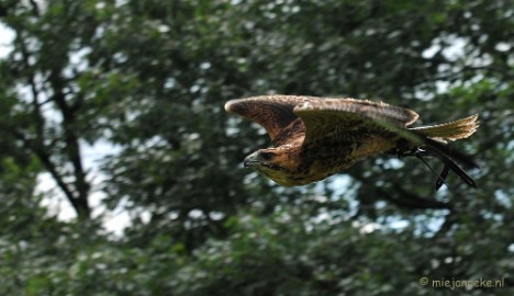 DSC_5787 Falcon Crest Eindhoven