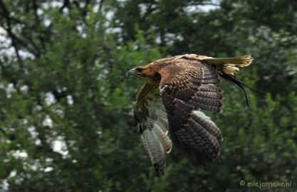 DSC_5788 Falcon Crest Eindhoven