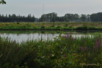 DSC_7624 Luysen