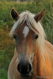 DSC_7641 Luysen