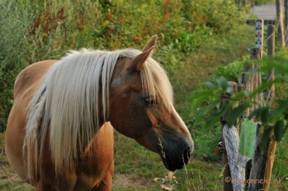DSC_7643 Luysen
