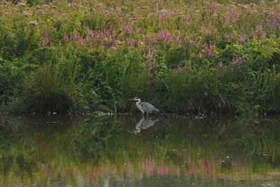 DSC_7653 Luysen