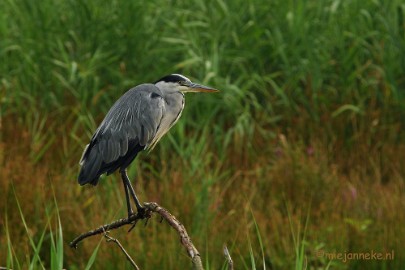 DSC_7654 Luysen