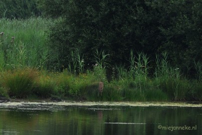 DSC_7666 Luysen