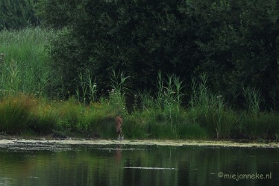 DSC_7667 Luysen