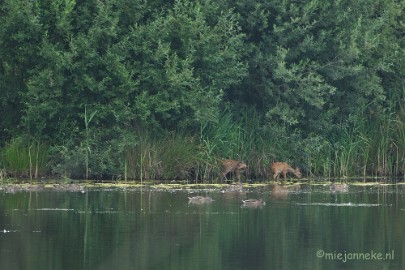 DSC_7765 Luysen