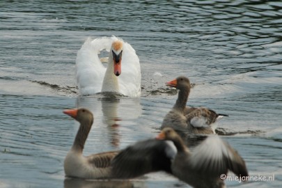 DSC_7840 Luysen