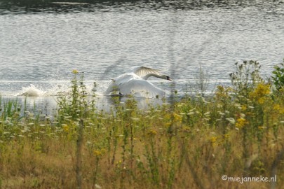 DSC_7904 Luysen