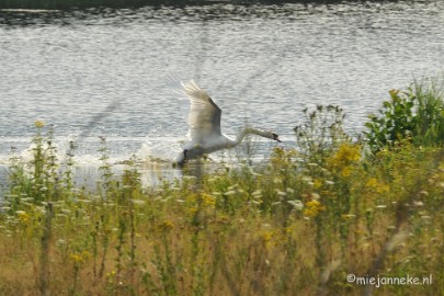 DSC_7905 Luysen