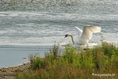 DSC_7909 Luysen