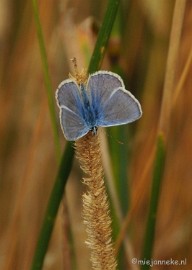 DSC_7989 Luysen