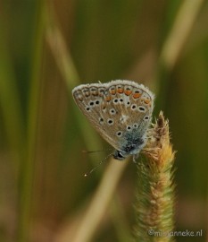 DSC_8029 Luysen