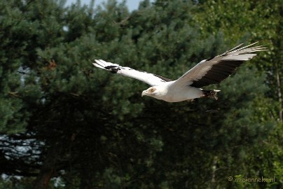 DSC_1121 Beekse Bergen